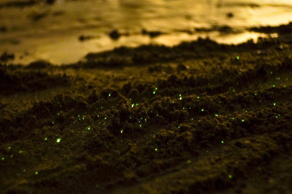 Bioluminescence on a beach in Jersey